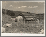 Barn and straw stack on cut-over farm near Winton, Minnesota