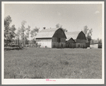 Barns on farm in cut-over areas near Ericsburg, Minnesota