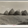 Method of stacking hay, Northcentral Minnesota
