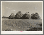 Method of stacking hay, Northcentral Minnesota