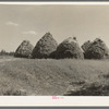 Method of stacking hay, Northcentral Minnesota