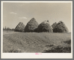 Method of stacking hay, Northcentral Minnesota