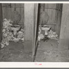 Privies. Mexican corral, San Antonio, Texas