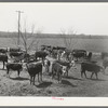 Herd of cattle at feeding trough near Crystal City, Texas