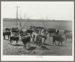 Herd of cattle at feeding trough near Crystal City, Texas