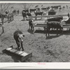 Herd of cattle at feeding trough near Crystal City, Texas