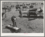 Herd of cattle at feeding trough near Crystal City, Texas