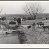 Herd of cattle at water hold near Crystal City, Texas