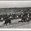 Cattle being rounded up near Eagle Pass, Texas