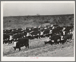 Cattle being rounded up near Eagle Pass, Texas