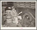 Mexican spinach peddler reading the newspaper about 4:30 in the morning. San Antonio, Texas