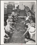 Mexican pecan shellers cracking nuts. Union plant. San Antonio, Texas