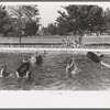 Swimming pool, Caldwell, Idaho
