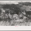 Grass fire, Vale, Oregon