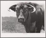 Bull's head. Cruzen Ranch, Valley County, Idaho