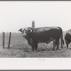 Bull. Cruzen Ranch, Valley County, Idaho