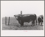 Bull. Cruzen Ranch, Valley County, Idaho