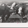 Yearling steers at salt trough on Cruzen Ranch, Valley County, Idaho. Note that the design of the trough discourages the cattle from staying at the trough except when eating the salt
