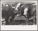 Yearling steers at salt trough on Cruzen Ranch, Valley County, Idaho. Note that the design of the trough discourages the cattle from staying at the trough except when eating the salt