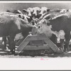 Yearling steers at salt trough on Cruzen Ranch, Valley County, Idaho. Note that the design of the trough discourages the cattle from staying at the trough except when eating the salt