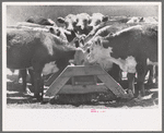 Yearling steers at salt trough on Cruzen Ranch, Valley County, Idaho. Note that the design of the trough discourages the cattle from staying at the trough except when eating the salt