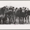 Yearlings. Cruzen Ranch, Valley County, Idaho