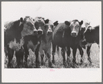 Yearlings. Cruzen Ranch, Valley County, Idaho