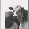 Yearling steer. Cruzen Ranch, Valley County, Idaho