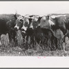 These cattle are fed grass exclusively. Makes prime Western beef. Cruzen Ranch, Valley County, Idaho