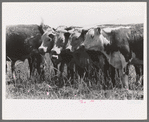 These cattle are fed grass exclusively. Makes prime Western beef. Cruzen Ranch, Valley County, Idaho