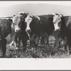 Cattle, Cruzen Ranch, Valley County, Idaho