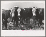 Cattle, Cruzen Ranch, Valley County, Idaho