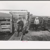 Cattle with hoof rot are driven through these pens which contain solution of blue vitriol on the Cruzen Ranch, Valley County, Idaho