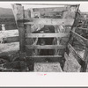 Cattle being tested with blue vitriol solution for hoof rot, Cruzen Ranch, Valley County, Idaho