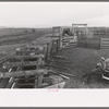 Cattle with hoof rot are driven through these pens which contain solution of blue vitriol. The Cruzen Ranch, Valley County, Idaho