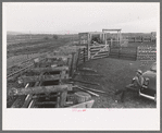 Cattle with hoof rot are driven through these pens which contain solution of blue vitriol. The Cruzen Ranch, Valley County, Idaho