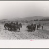 Mules are unhitched from combine and left to feed and water at noon, Walla Walla County, Washington