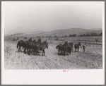 Mules are unhitched from combine and left to feed and water at noon, Walla Walla County, Washington