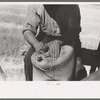 Sewing sack of wheat on combine, Walla Walla County, Washington