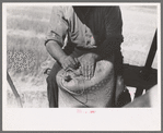 Sewing sack of wheat on combine, Walla Walla County, Washington