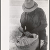 Sewing sack of wheat on combine, Walla Walla County, Washington