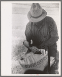 Sewing sack of wheat on combine, Walla Walla County, Washington