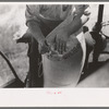 Sewing sack of wheat on combine, Walla Walla County, Washington