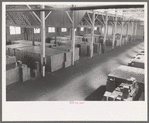 Cases of canned salmon in warehouse, Astoria, Oregon