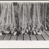 Nets with floats, Astoria, Oregon