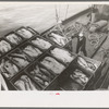 Unloading boxes of salmon from fishing boat at docks of Columbia River Packing Association, Astoria, Oregon