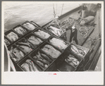Unloading boxes of salmon from fishing boat at docks of Columbia River Packing Association, Astoria, Oregon