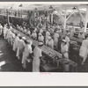 Sliced salmon ready for canning, Columbia River Packing Association, Astoria, Oregon