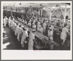 Sliced salmon ready for canning, Columbia River Packing Association, Astoria, Oregon