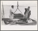 Unloading tuna from boat at docks of the Columbia River Packing Association, Astoria, Oregon